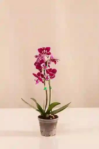 Orquídea Phalaenopsis Mini Fucsia