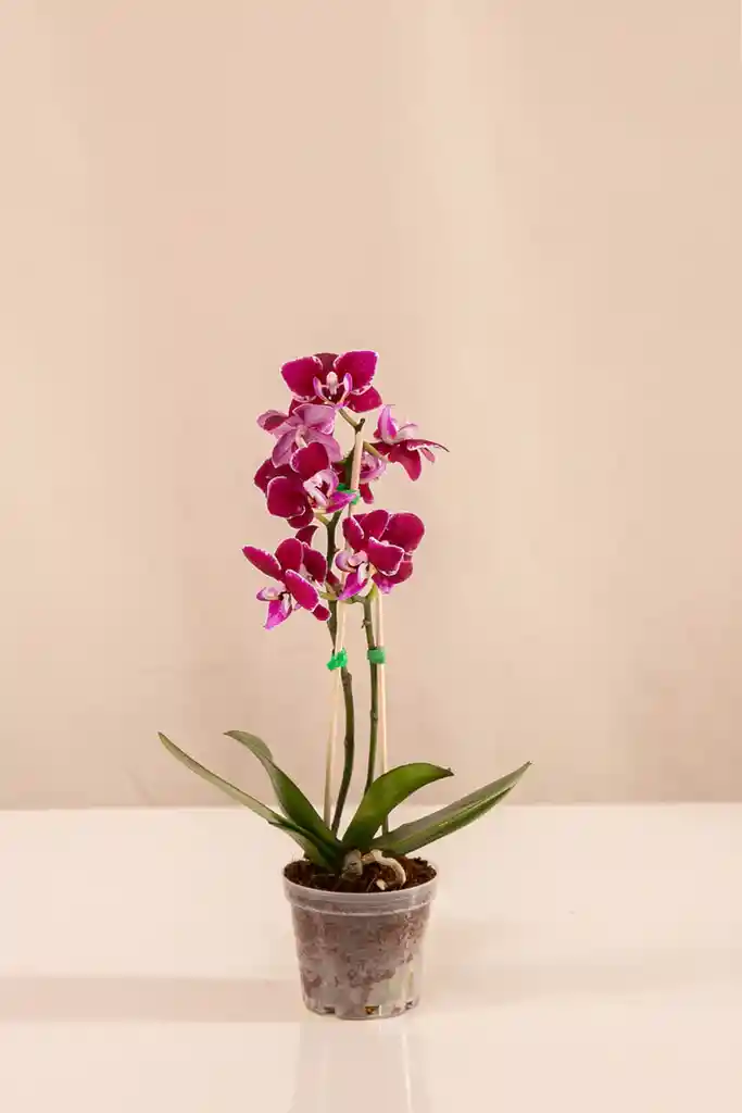 Orquídea Phalaenopsis Mini Fucsia