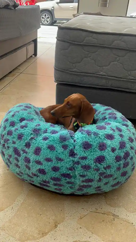 Cama Mascotas Dona