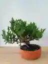 Bonsai Pino Rastrero-matera Naranja Pequeño