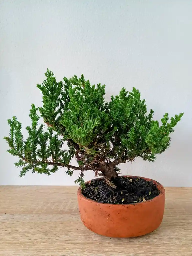 Bonsai Pino Rastrero-matera Naranja Pequeño