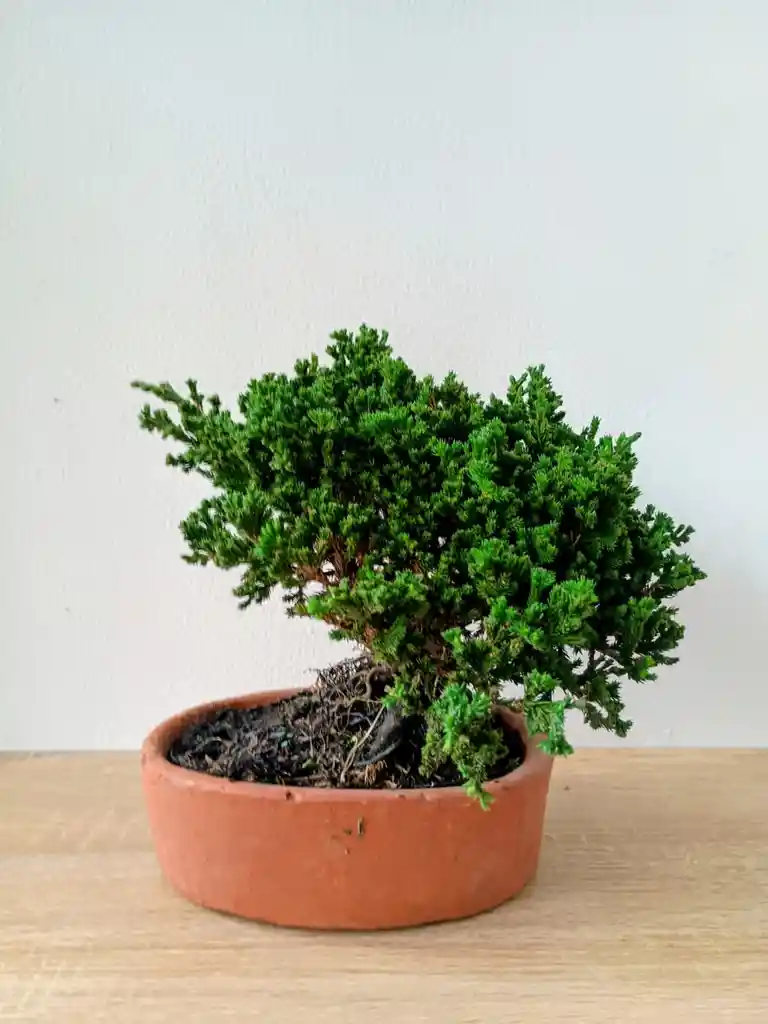 Bonsai Pino Rastrero-matera Naranja Pequeño