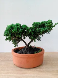 Bonsai Pino Rastrero-matera Naranja Pequeño