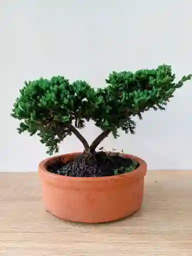 Bonsai Pino Rastrero-matera Naranja Pequeño