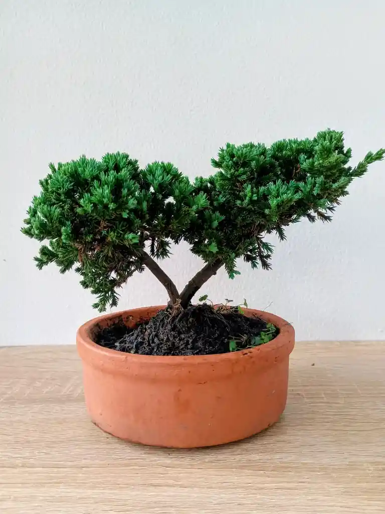 Bonsai Pino Rastrero-matera Naranja Pequeño