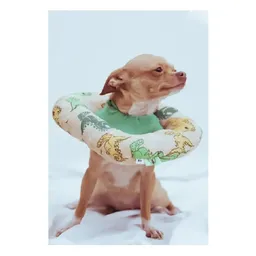 Collar Dona Acolchado Talla L