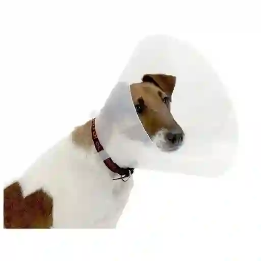 Collar Isabelino Jumbo 27 Cm