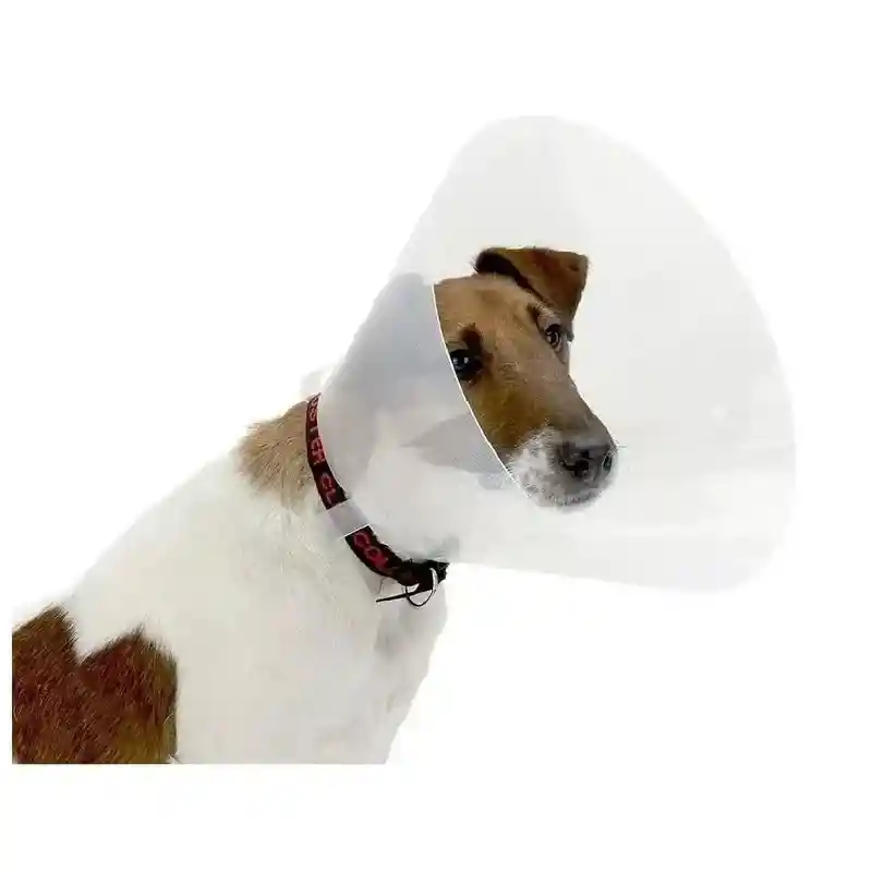 Collar Isabelino Mediano 15 Cm