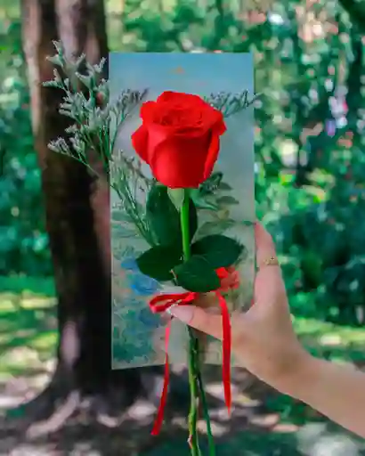 Rosa Roja Individual