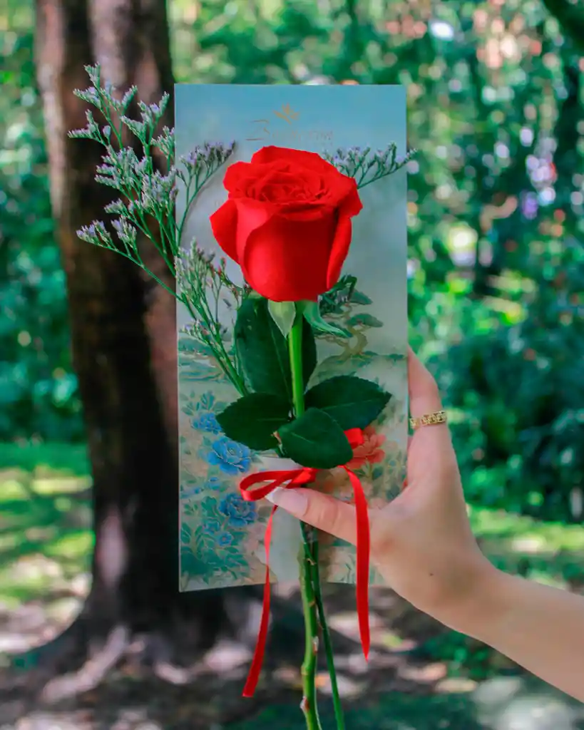 Rosa Roja Individual