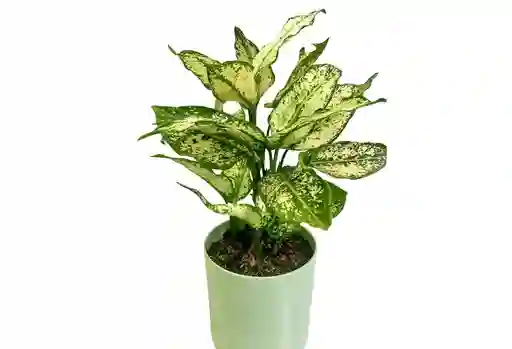 Edición Especial Amor Y Amistad – Aglaonema
