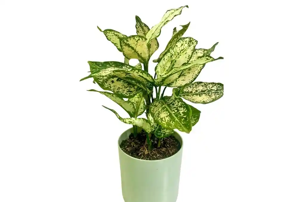 Edición Especial Amor Y Amistad – Aglaonema
