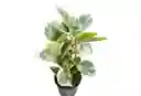 Amor Y Amistad –ficus Elástica Variegado, Edición Especial