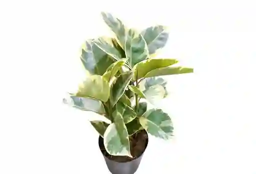 Amor Y Amistad –ficus Elástica Variegado, Edición Especial