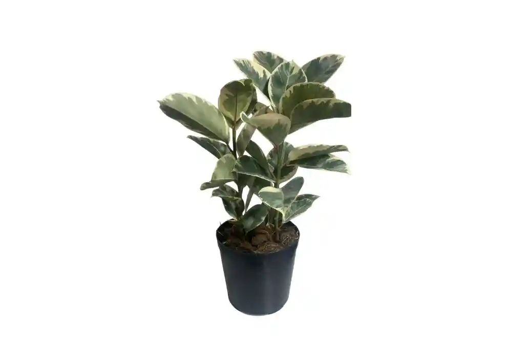 Amor Y Amistad –ficus Elástica Variegado, Edición Especial