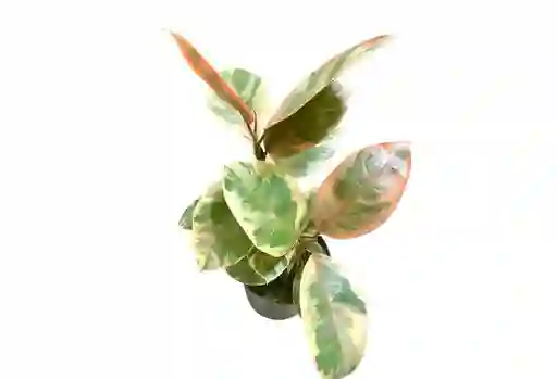 Amor Y Amistad – Ficus Elástica Ruby, Edición Especial