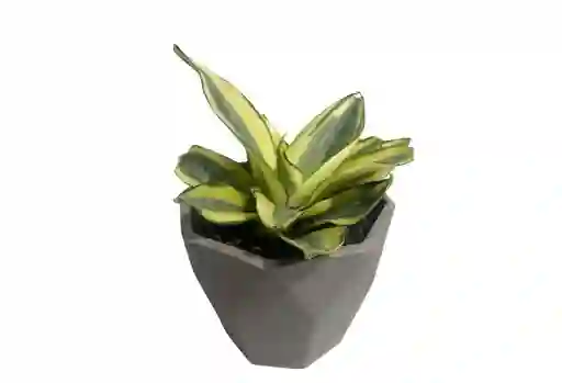 Amor Y Amistad, Sansevieria Enana