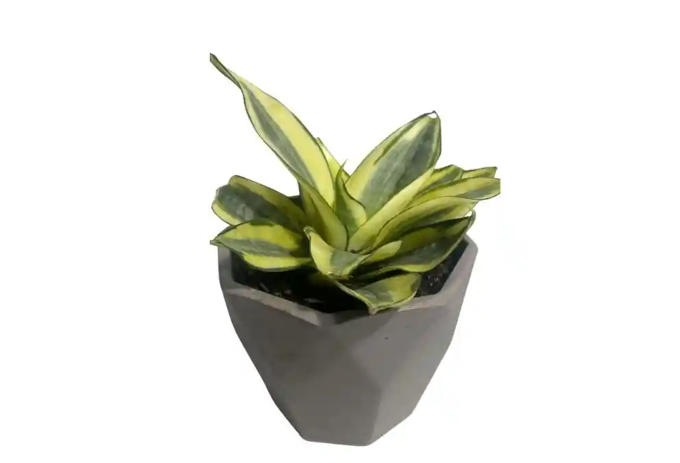 Amor Y Amistad, Sansevieria Enana