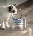 Fuente Para Gato, Mascotas Color Trasparente