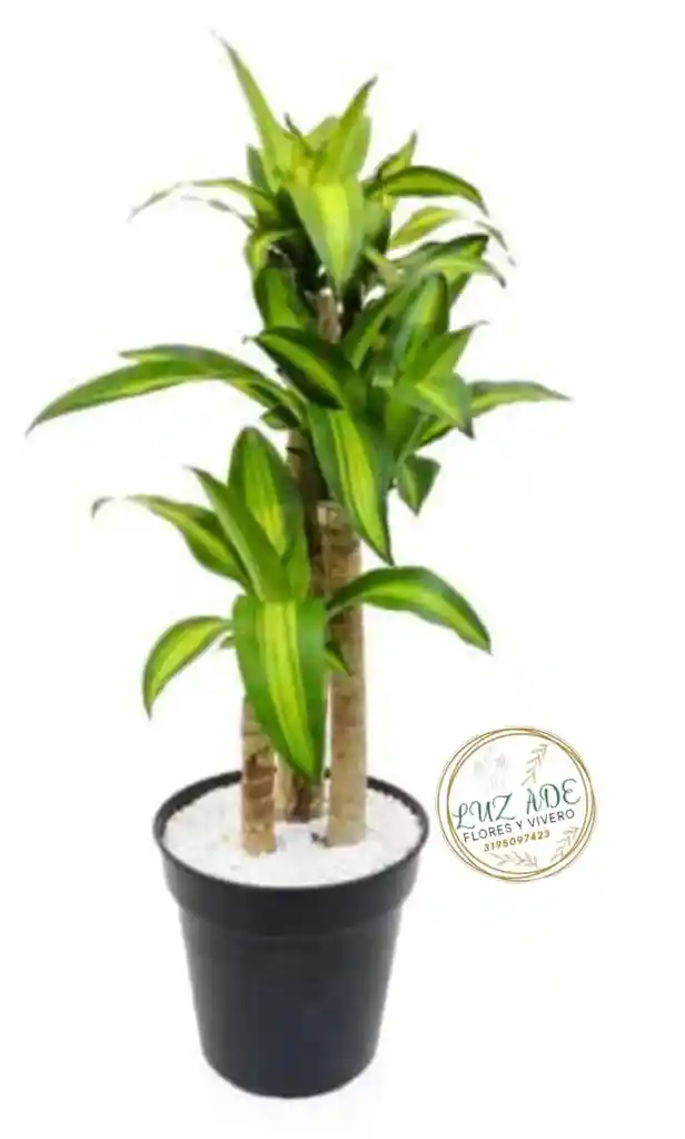 Tronco De La Felicidad Por 3 ( Palo De Brasil O Agraceña