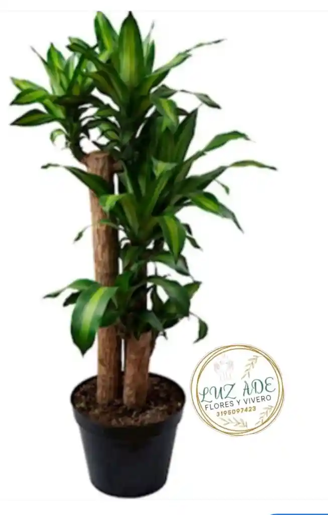 Tronco De La Felicidad Por 3 ( Palo De Brasil O Agraceña