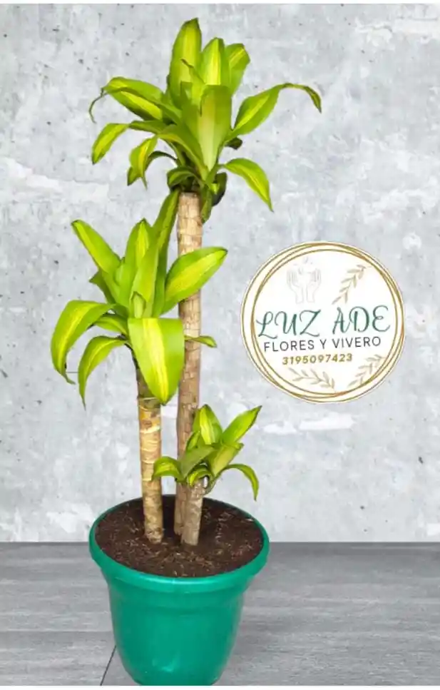 Tronco De La Felicidad Por 3 ( Palo De Brasil O Agraceña