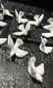 Animales Para Maqueta Palomas X6 Unidades Palomas X6 Unidades