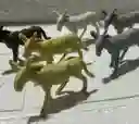 Animales Para Maqueta Burros X6 Unidades Burros X6 Unidades