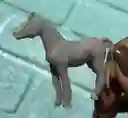 Animales Para Maqueta Caballo X Unidad Caballo X Unidad