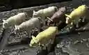 Animales Para Maqueta Vacas X6 Unidades Vacas X6 Unidades