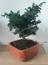 Bonsai Cipres Con Maceta Naranja