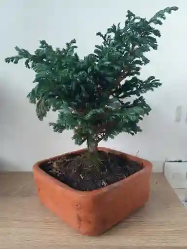 Bonsai Cipres Con Maceta Naranja