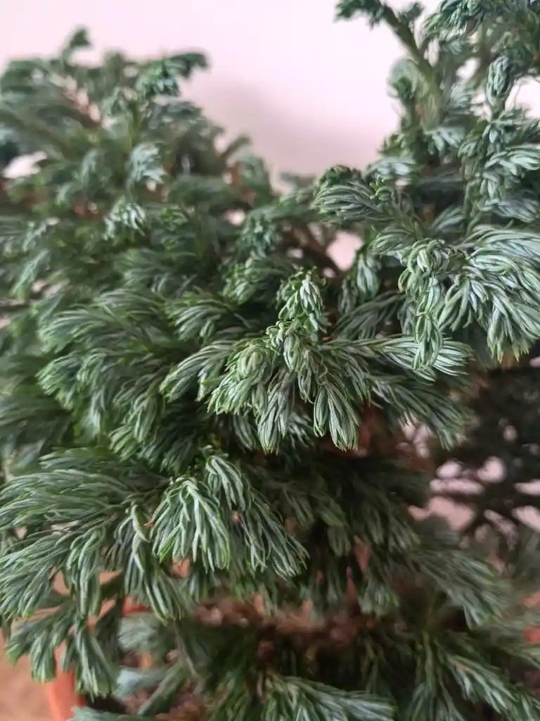 Bonsai Cipres Con Maceta Naranja