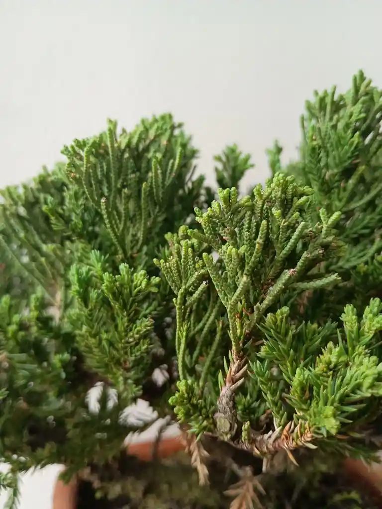 Bonsai Pino Rastrero-matera Naranja