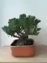 Bonsai Pino Rastrero-matera Naranja