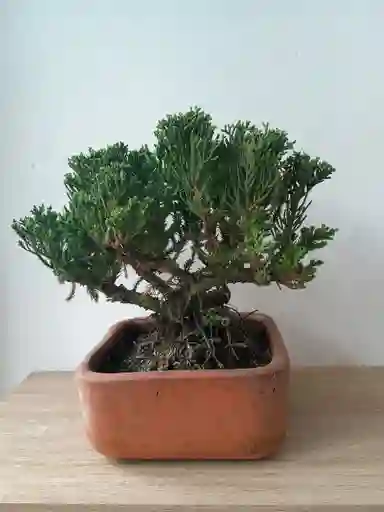 Bonsai Pino Rastrero-matera Naranja