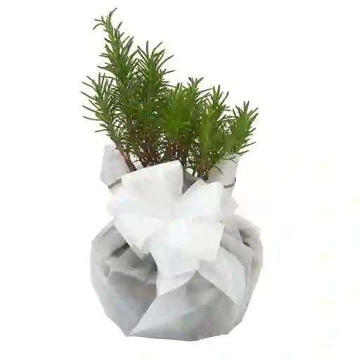 Bonsai De Condolencias