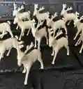 Animales Para Maqueta Renos X12 Unidades