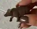 Animales Para Maqueta Cerdo O Marrano X Unidad