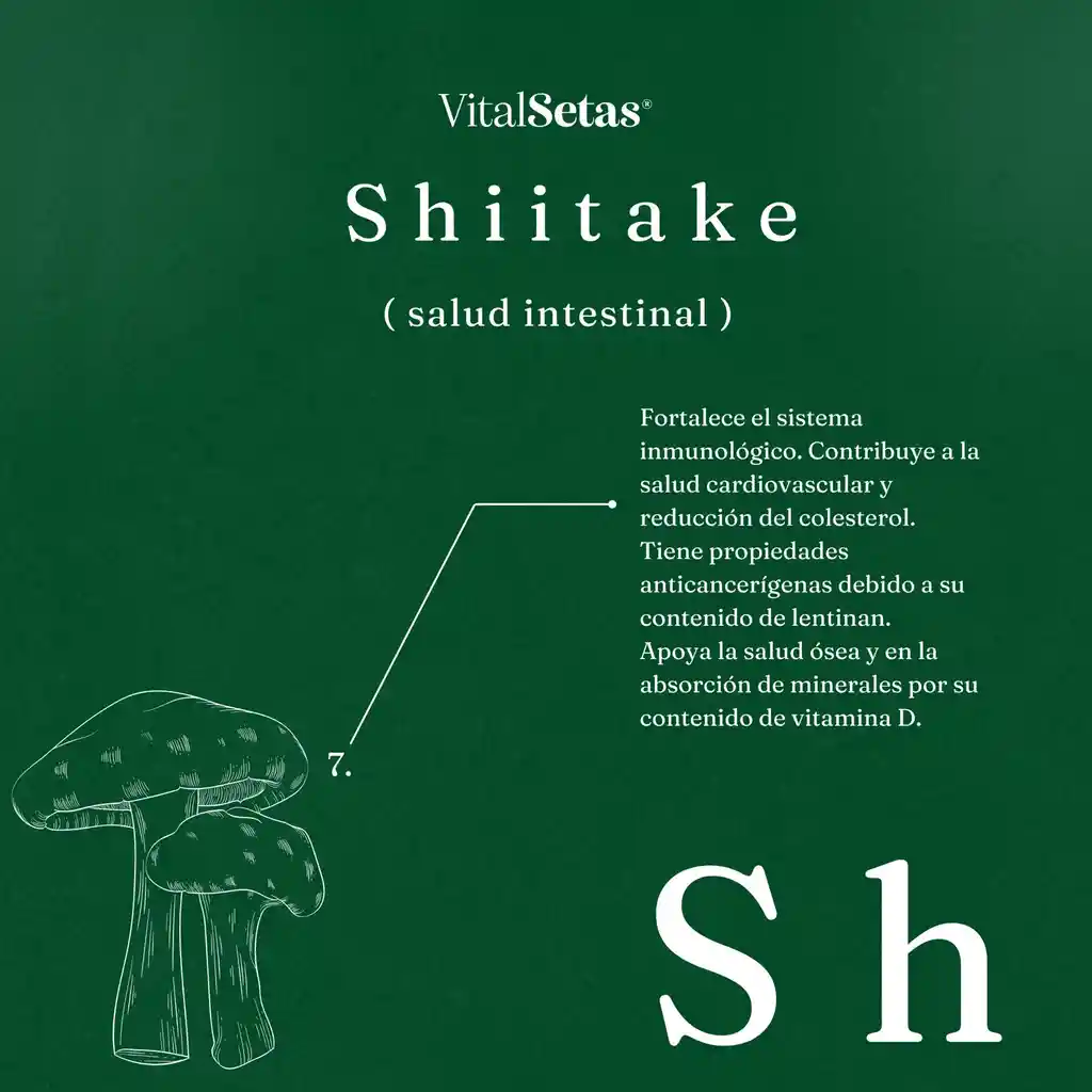 Cápsulas De Shiitake Vitalsetas