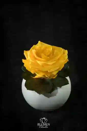 Solitario Con Rosa