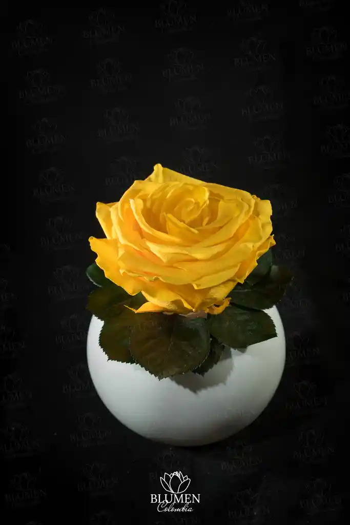 Solitario Con Rosa