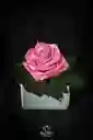 Solitario Con Rosa