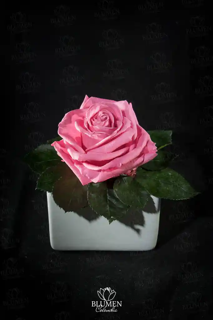Solitario Con Rosa