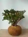 Kokedama Jade Hoja Grande