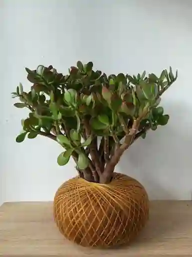 Kokedama Jade Hoja Grande