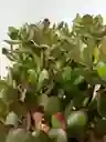 Kokedama Jade Hoja Grande
