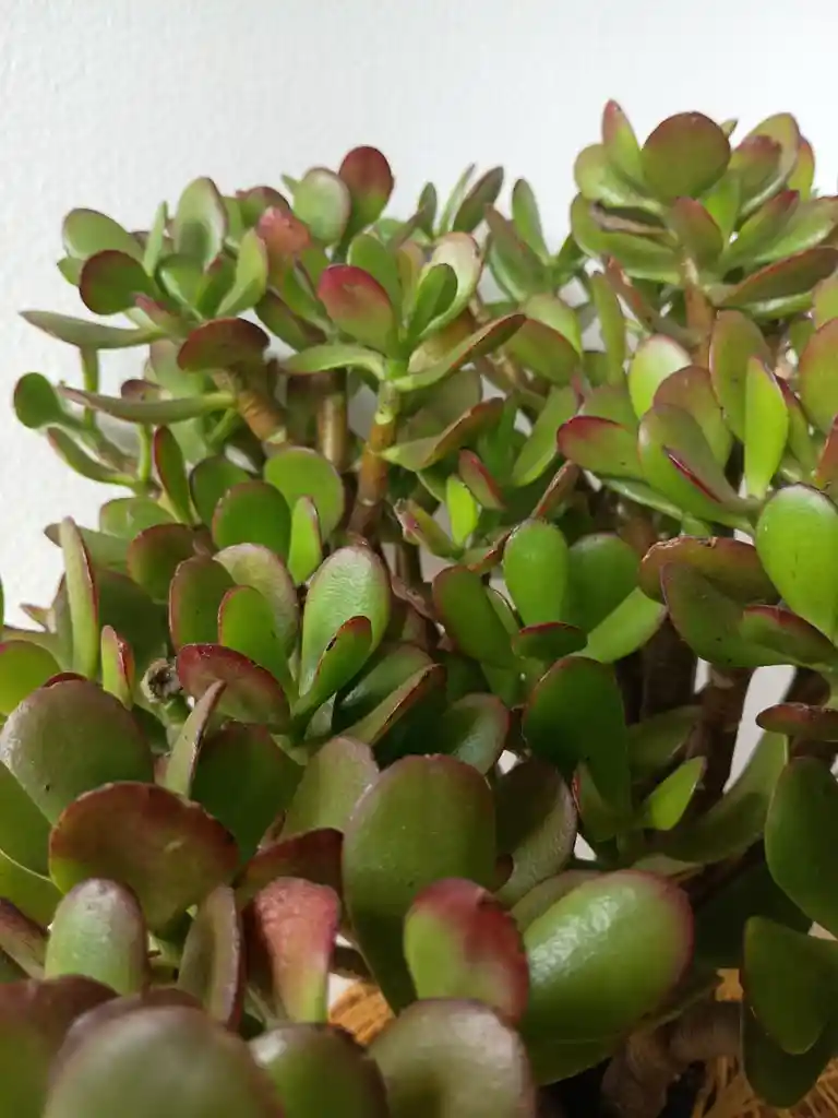 Kokedama Jade Hoja Grande
