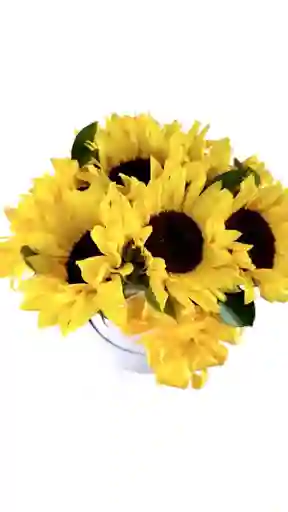Dia Radiante