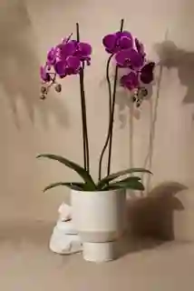 Orquidea + Matera Copa